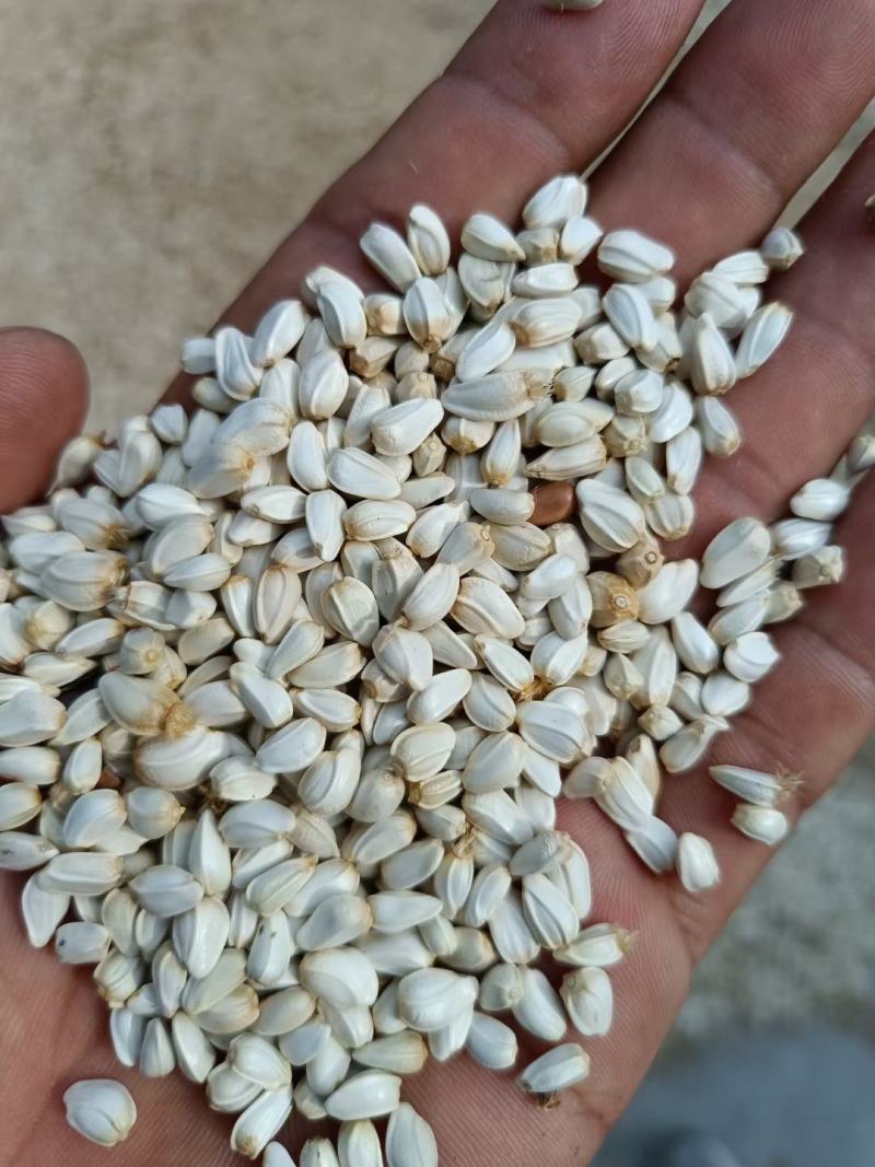 红花籽甘肃玉门红花籽袋装批发红花籽原产地发货来电订购