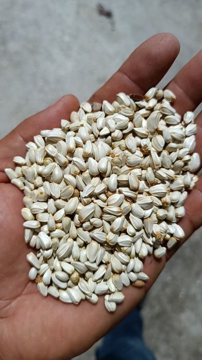 红花籽甘肃玉门红花籽袋装批发红花籽原产地发货来电订购