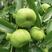 新品种中华二代蟠枣苗果个大口感脆甜南北方均可种植