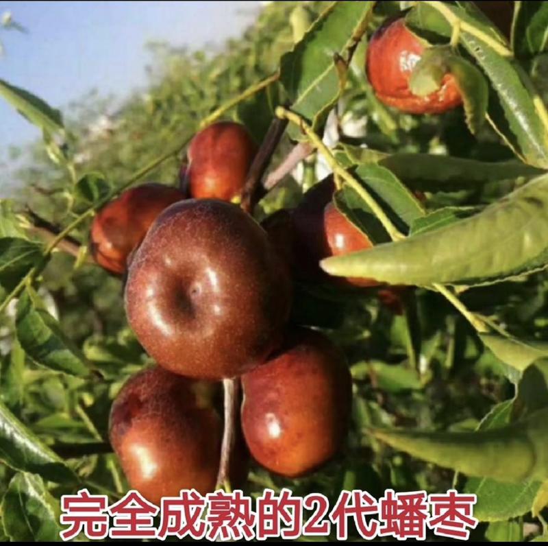 新品种中华二代蟠枣苗果个大口感脆甜南北方均可种植