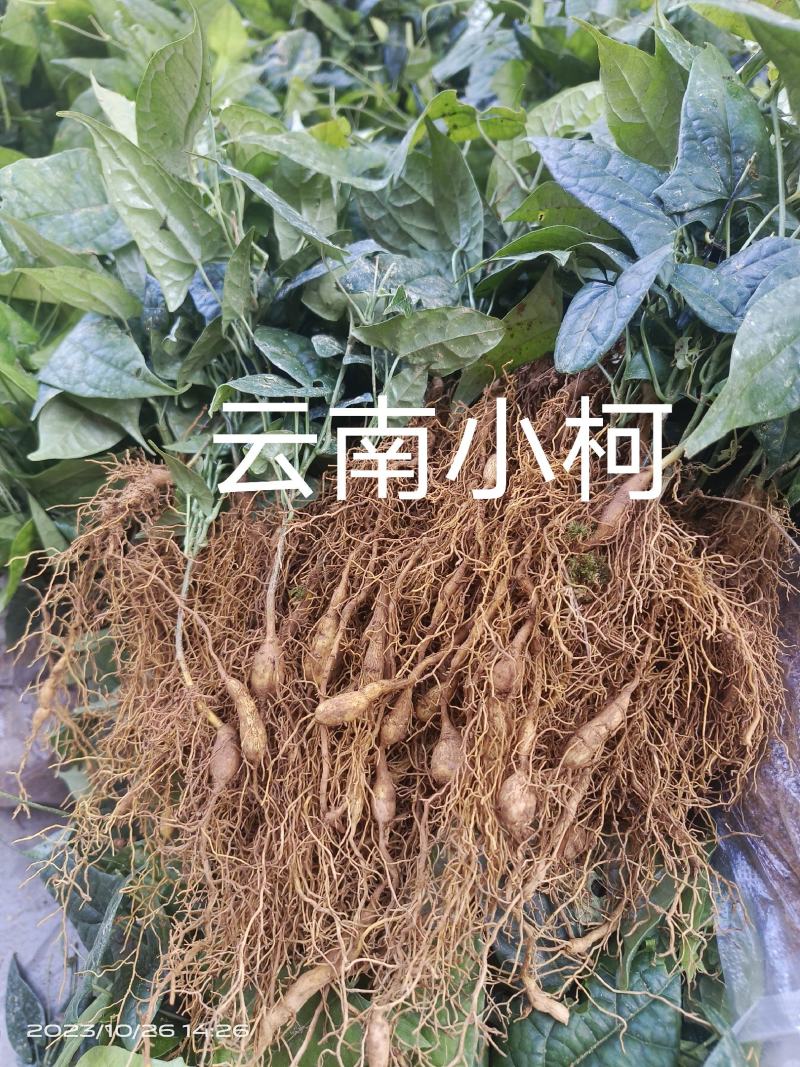 金果榄苗