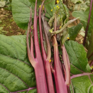 红菜苔和白菜苔