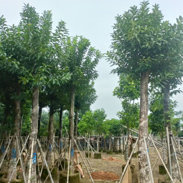 大量水翁5至20分出售
