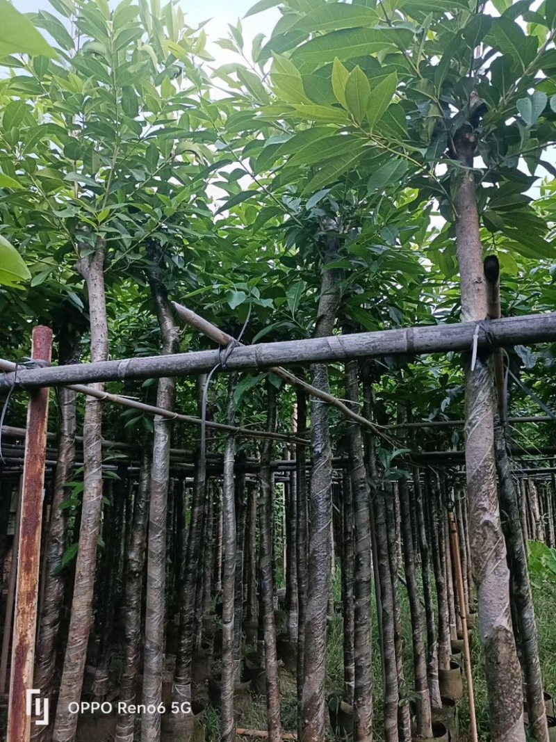大量水翁5至20分出售