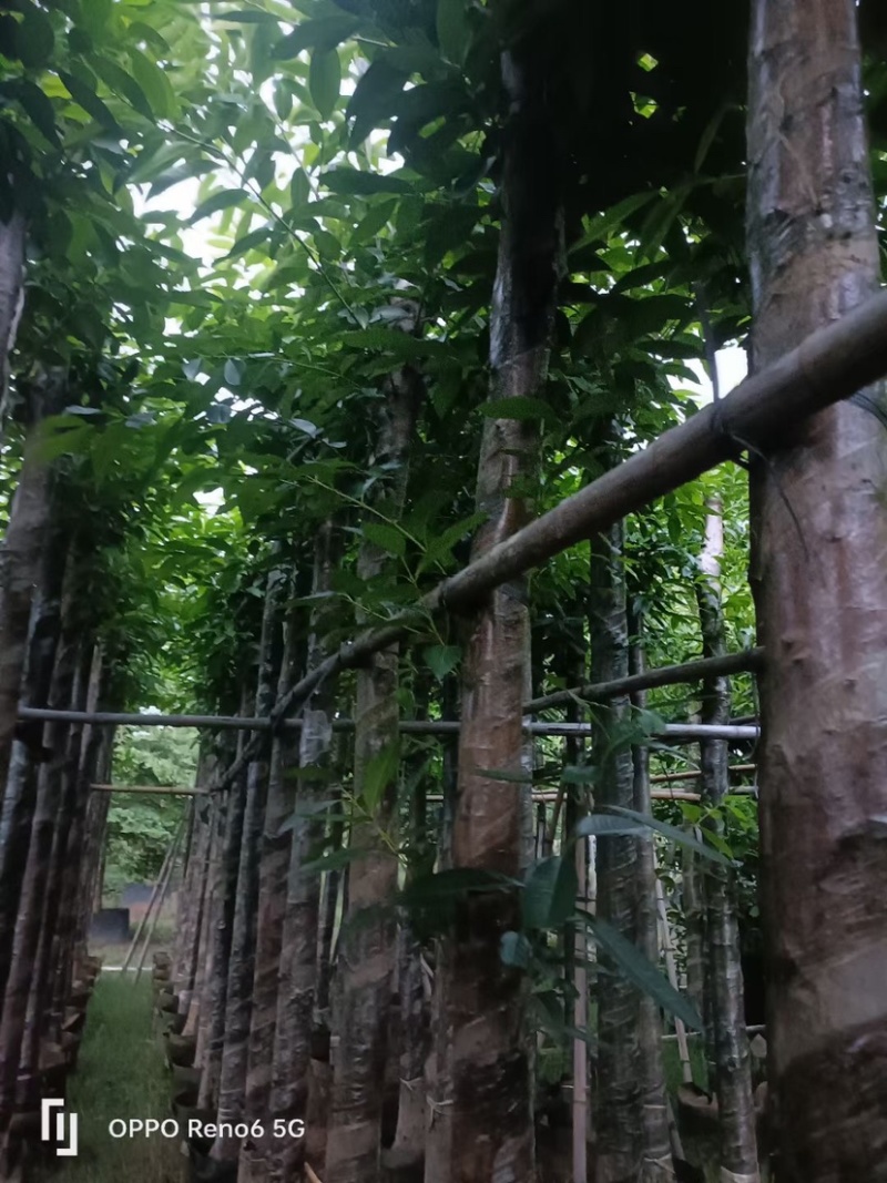大量水翁5至20分出售