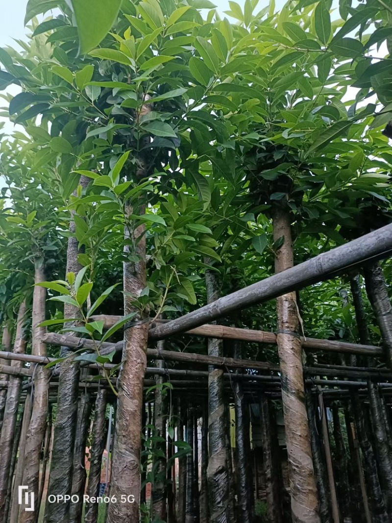 大量水翁5至20分出售