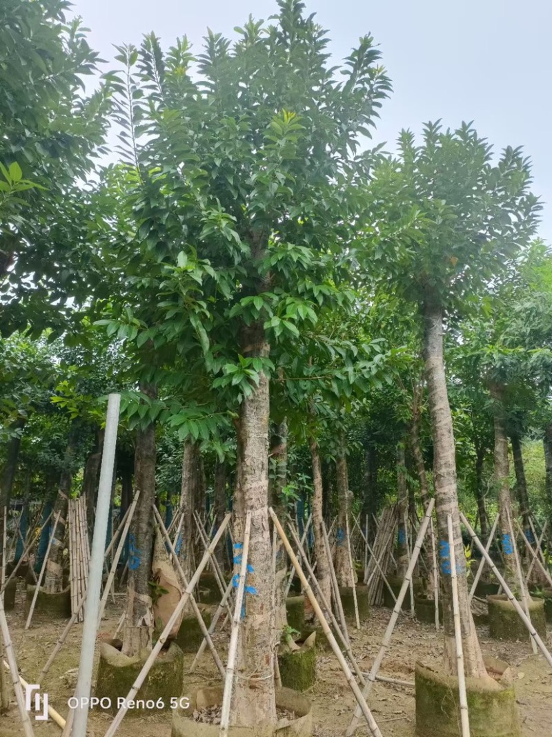大量水翁5至20分出售
