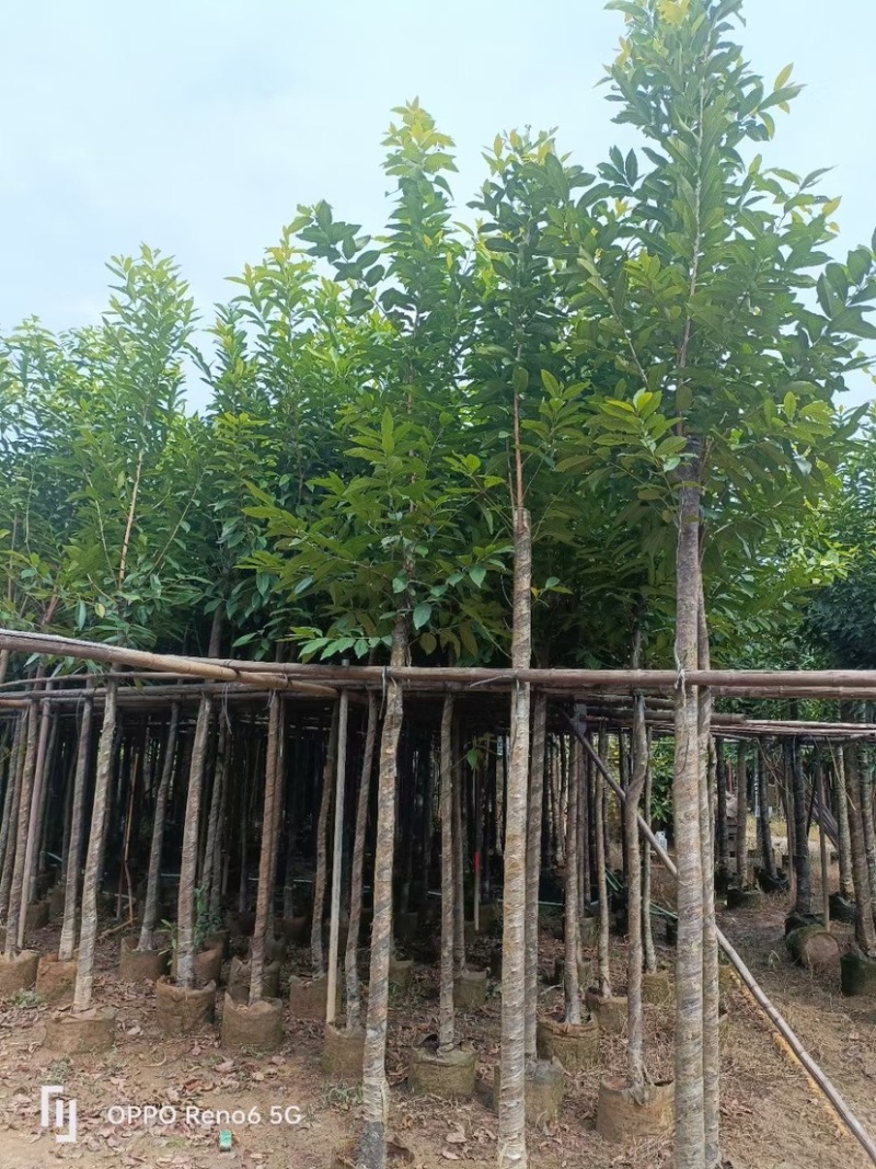 大量水翁5至20分出售