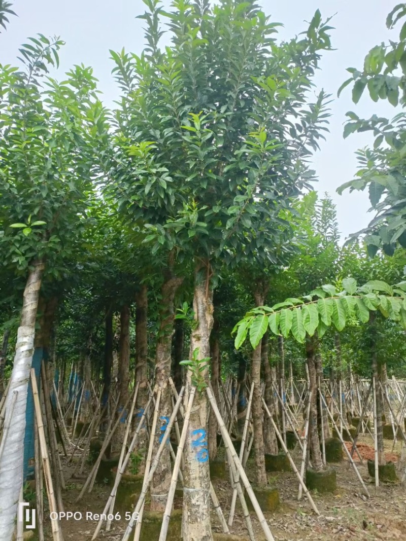 大量水翁5至20分出售