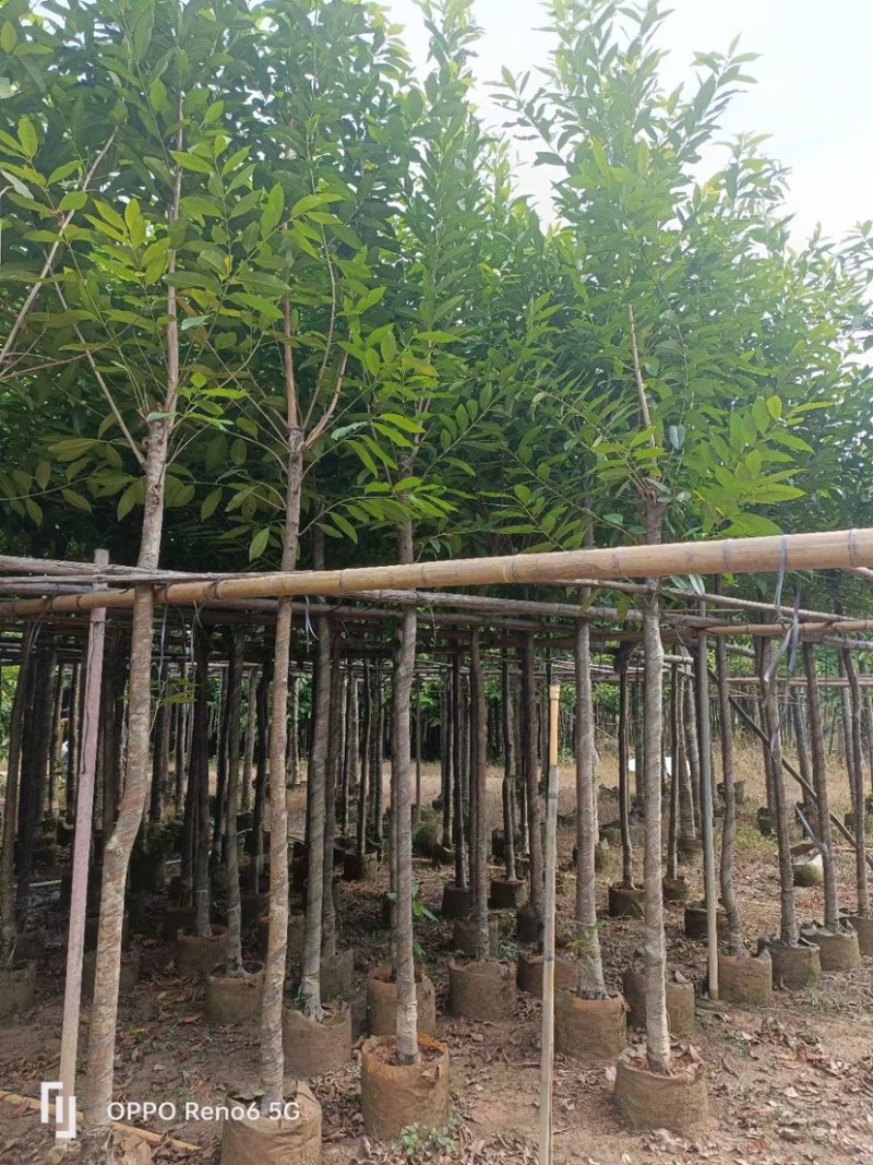 大量水翁5至20分出售