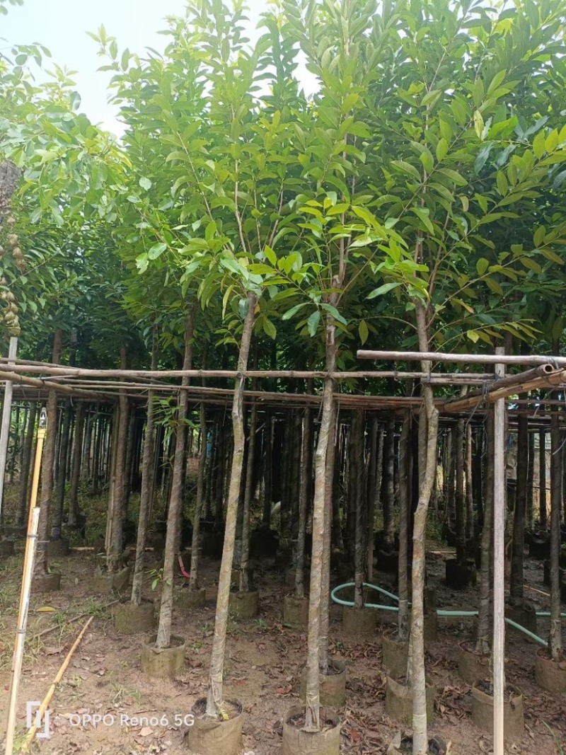 大量水翁5至20分出售