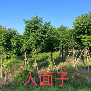 大量仁面子5至25分出售。