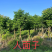 大量仁面子5至25分出售。