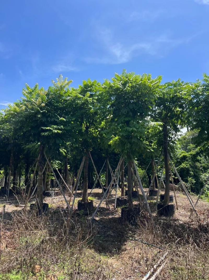 大量仁面子5至25分出售。