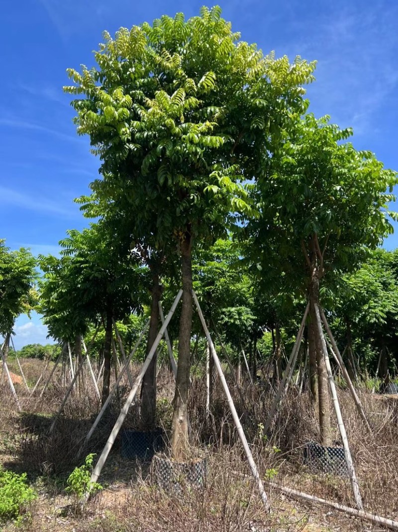 大量仁面子5至25分出售。