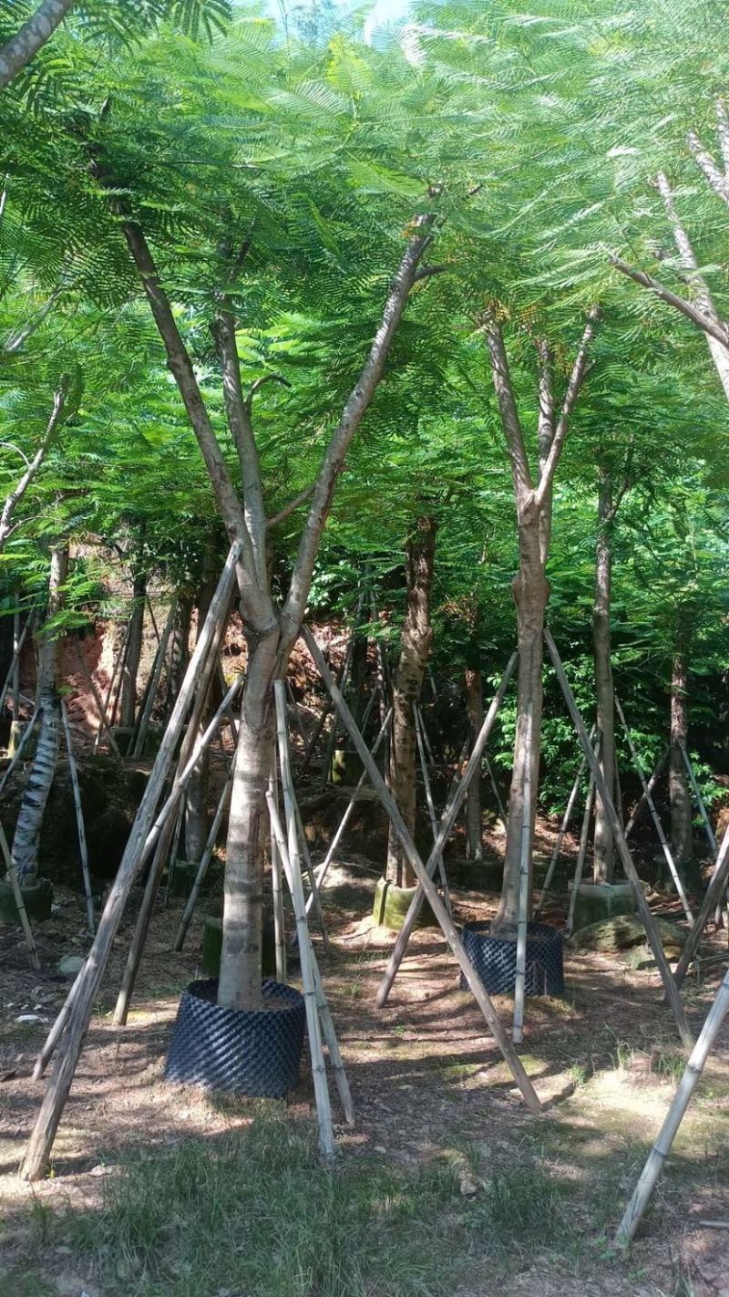 大量凤凰木骨架苗10至30分出售