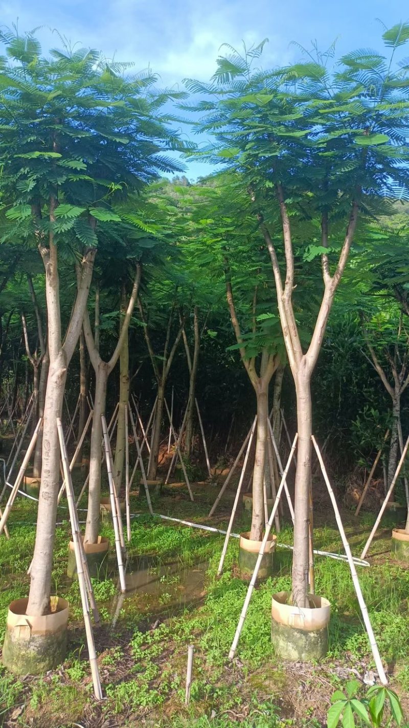 大量凤凰木骨架苗10至30分出售