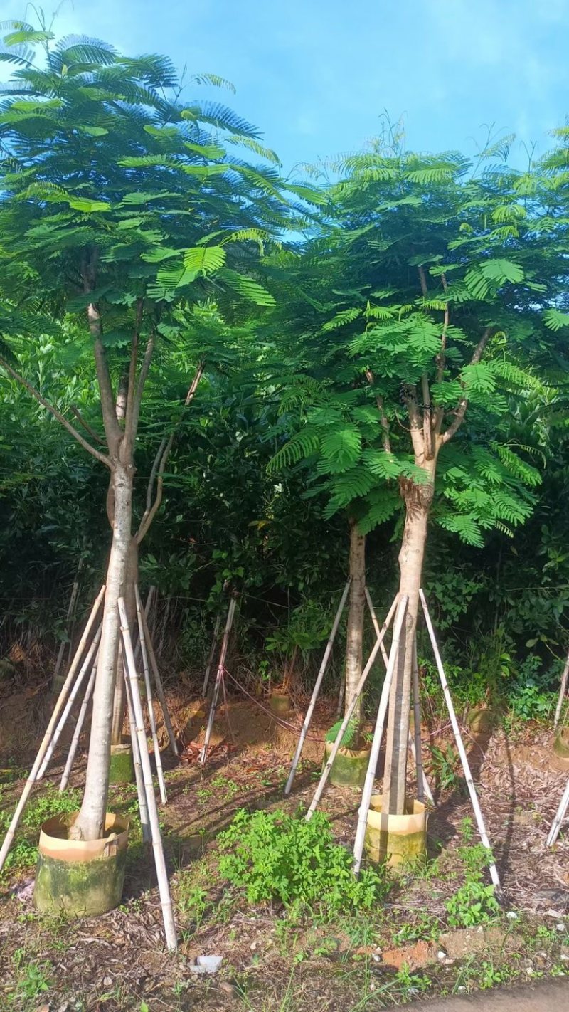 大量凤凰木骨架苗10至30分出售