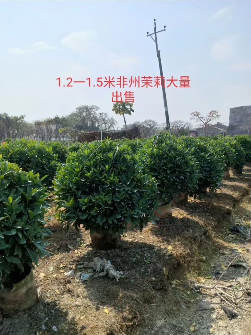 大量非洲茉莉球80至2.5米出售