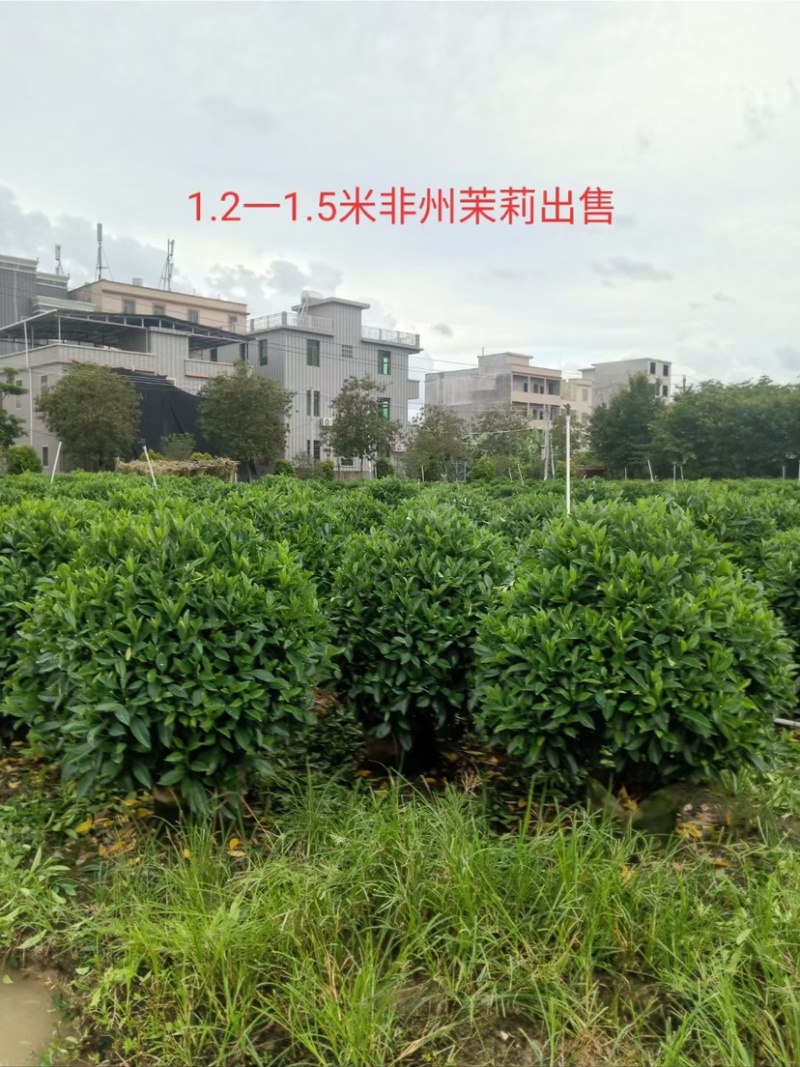 大量非洲茉莉球80至2.5米出售