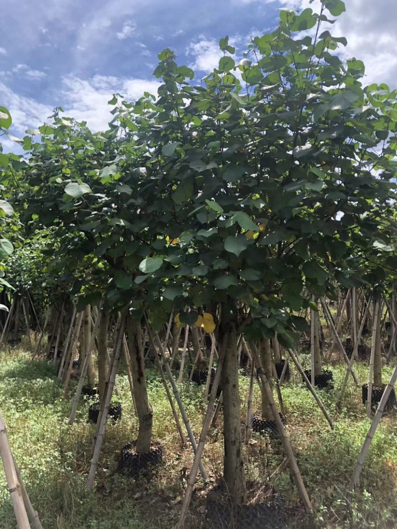 大量黄槿5至20分出售
