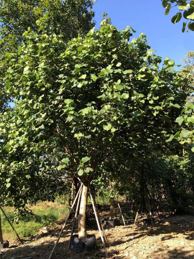 大量黄槿5至20分出售