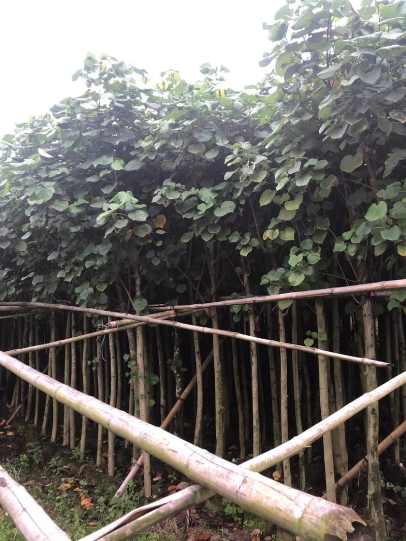 大量黄槿5至20分出售