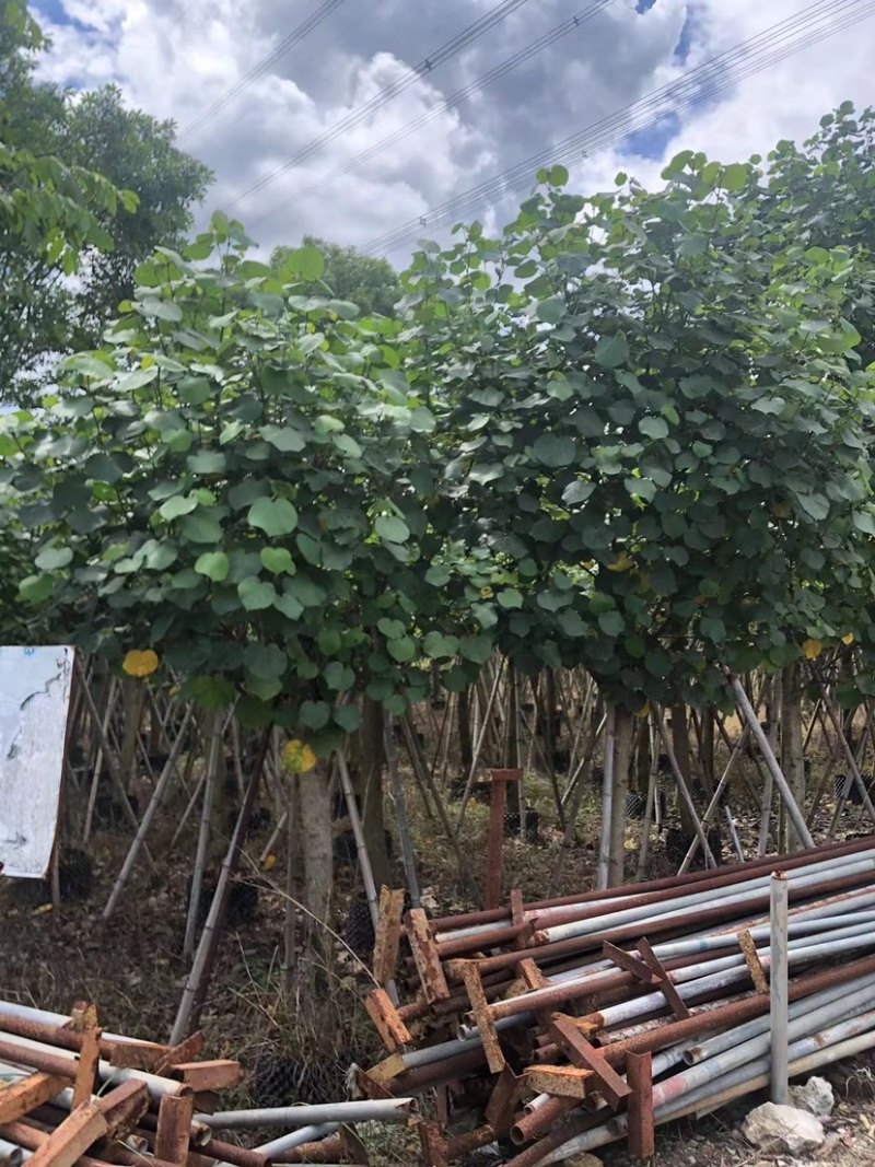 大量黄槿5至20分出售