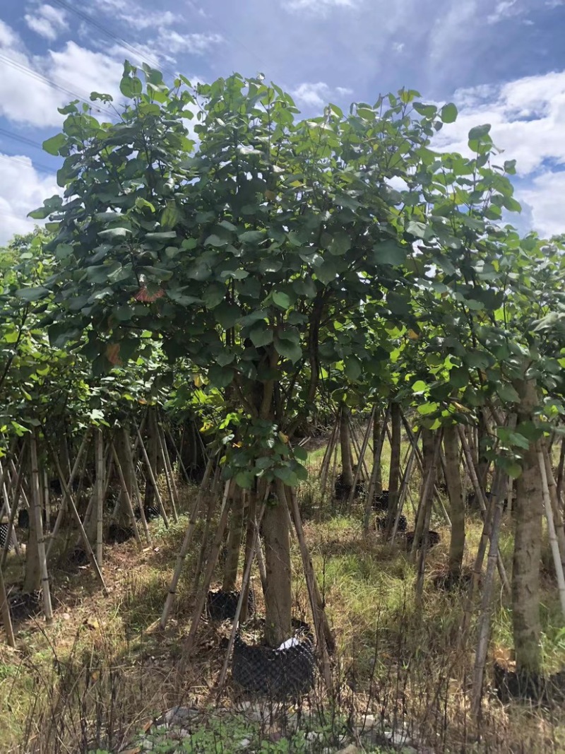 大量黄槿5至20分出售