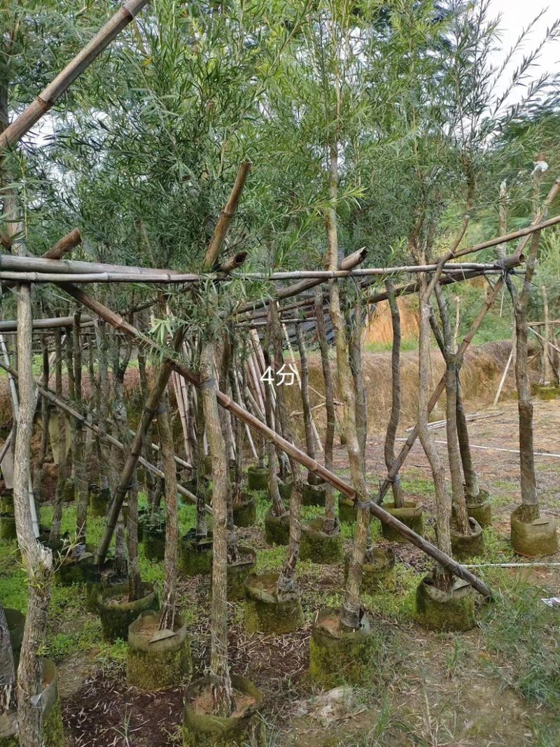 大量串钱柳4至10分出售