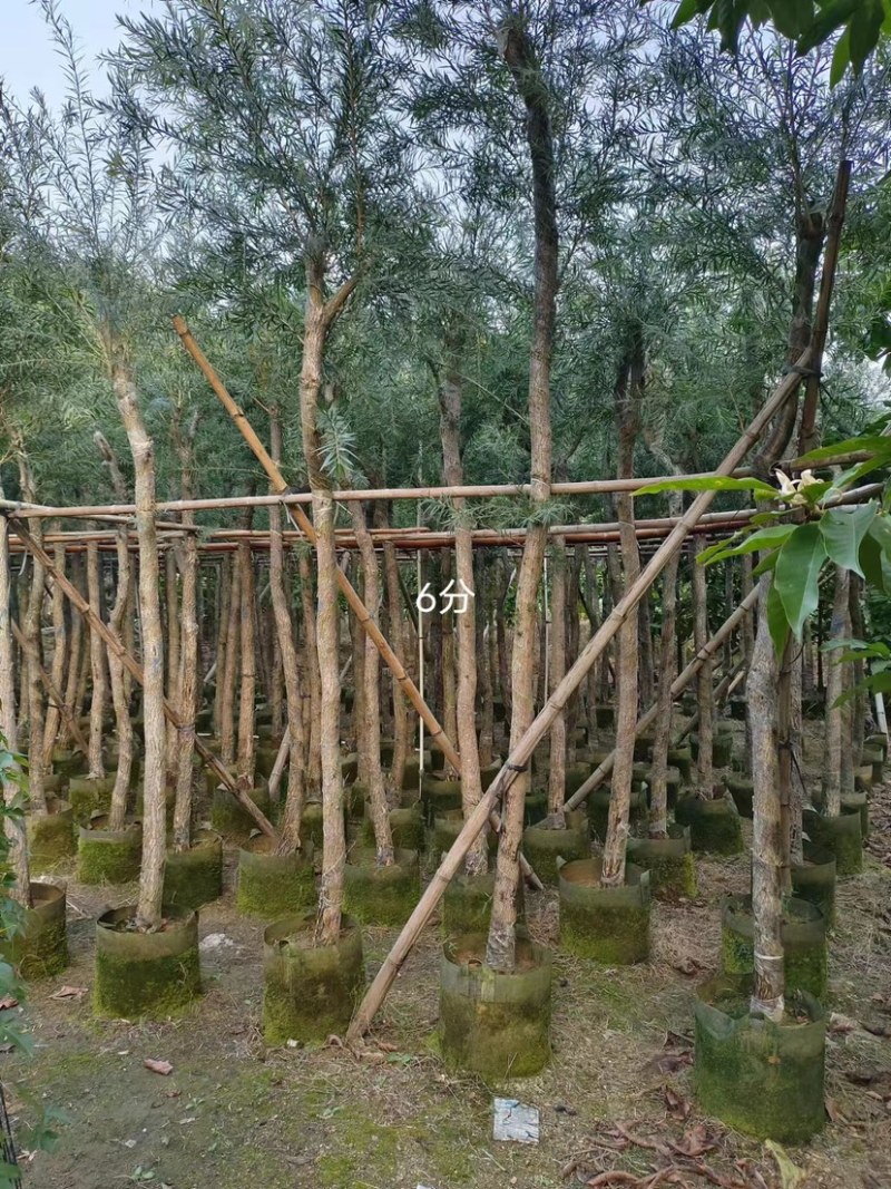 大量串钱柳4至10分出售