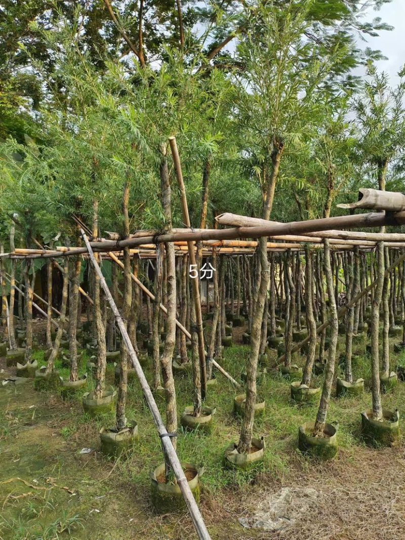 大量串钱柳4至10分出售