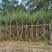 大量串钱柳4至10分出售
