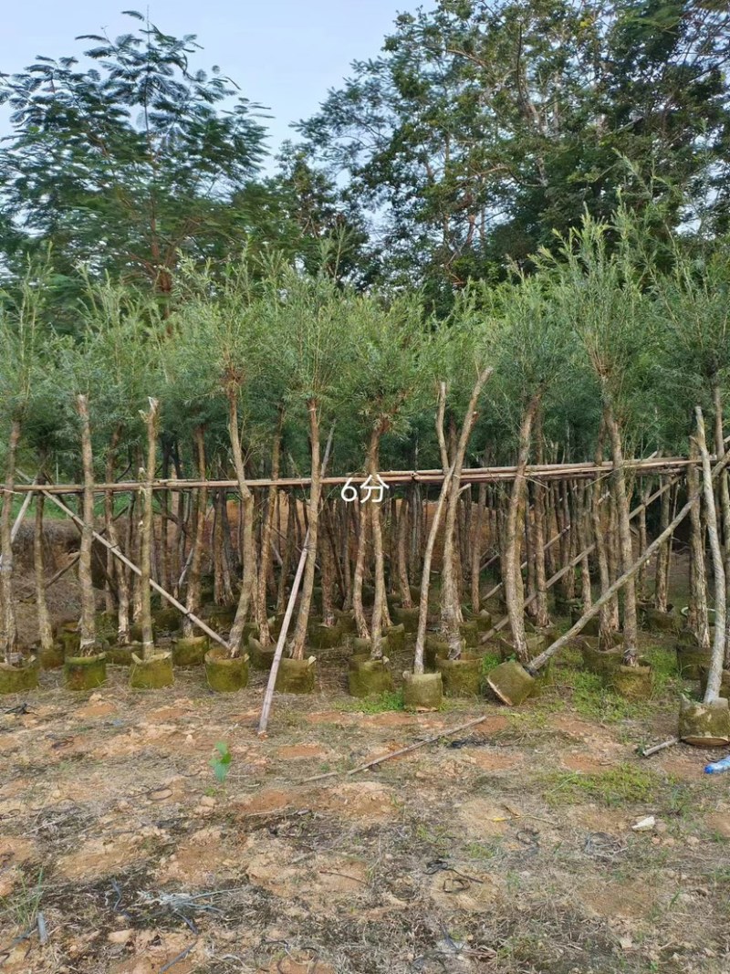 大量串钱柳4至10分出售