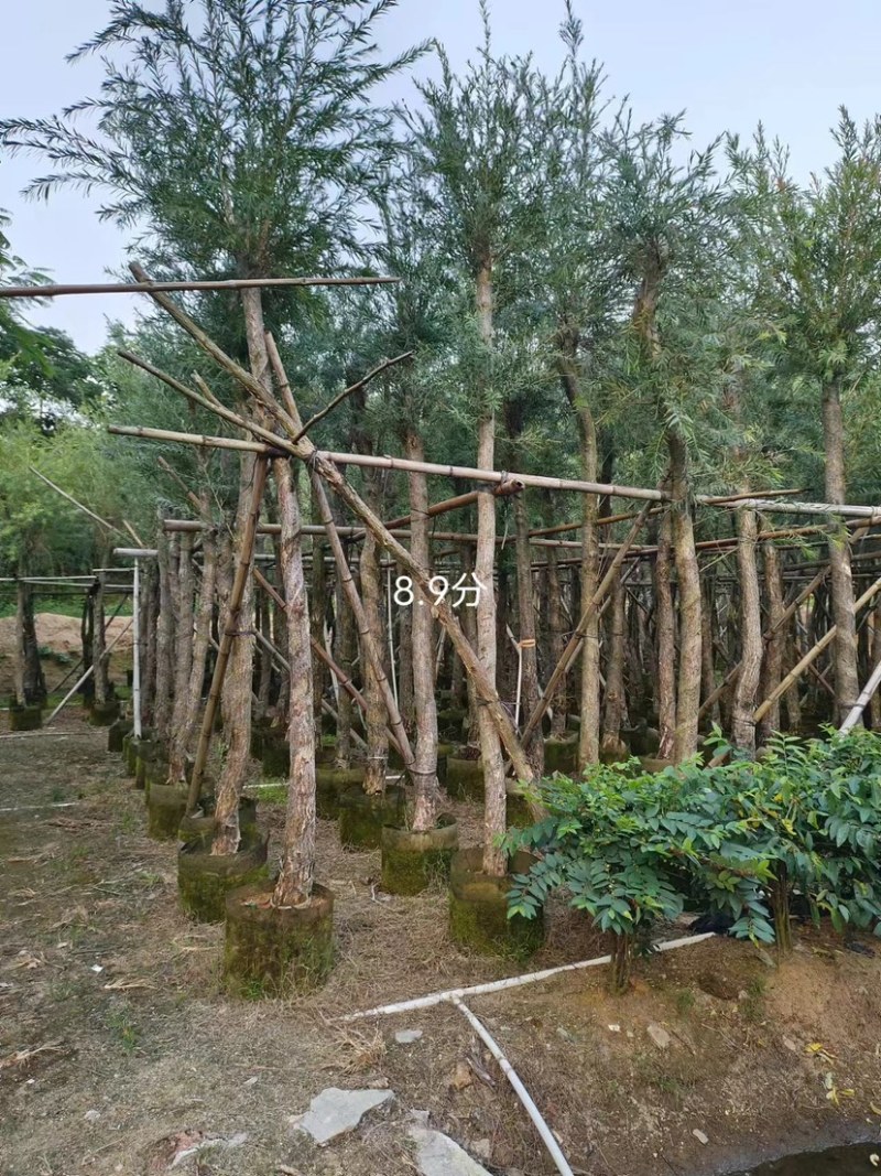 大量串钱柳4至10分出售