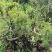 映山红，大量现货，多年的熟桩，农民价处理，可实地考察。