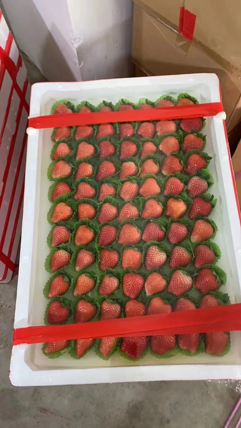 贾汪万亩精品奶油草莓现采现发全国供货
