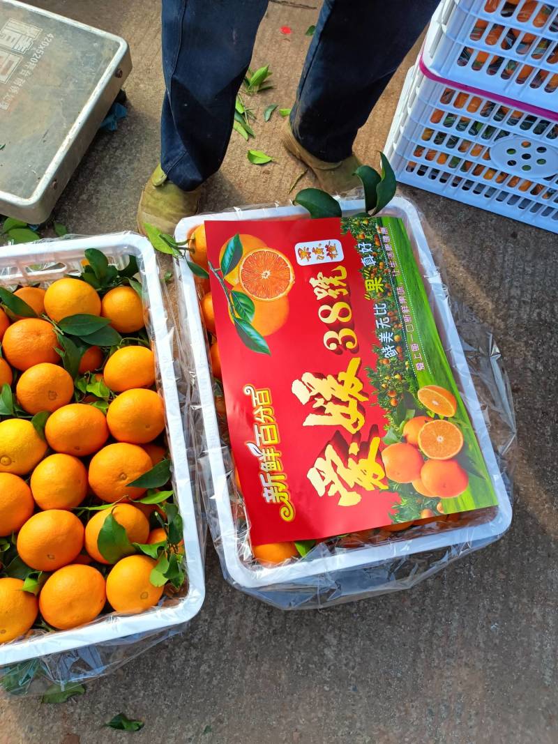 四川爱媛果冻橙大量成熟，需要的老板联系我