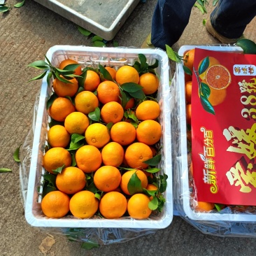 四川爱媛果冻橙大量成熟，需要的老板联系我
