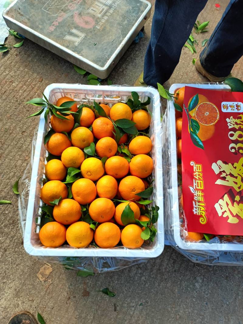 四川爱媛果冻橙大量成熟，需要的老板联系我
