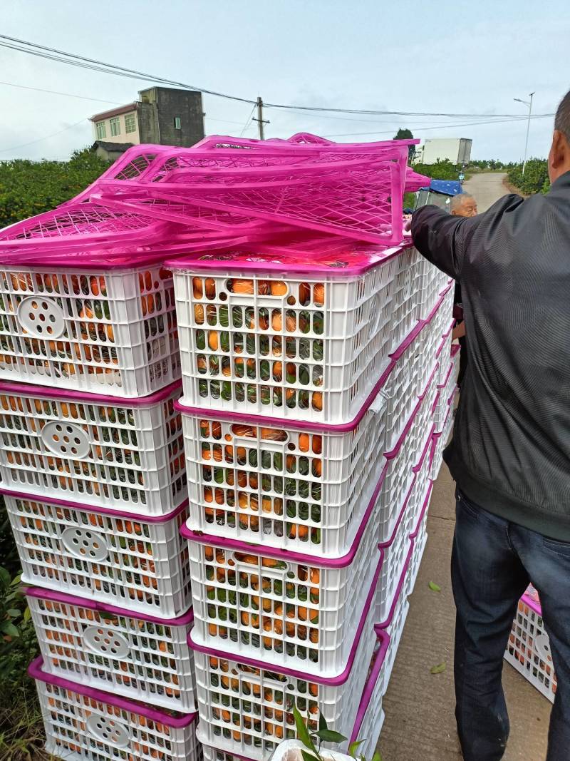 四川爱媛果冻橙大量成熟，需要的老板联系我