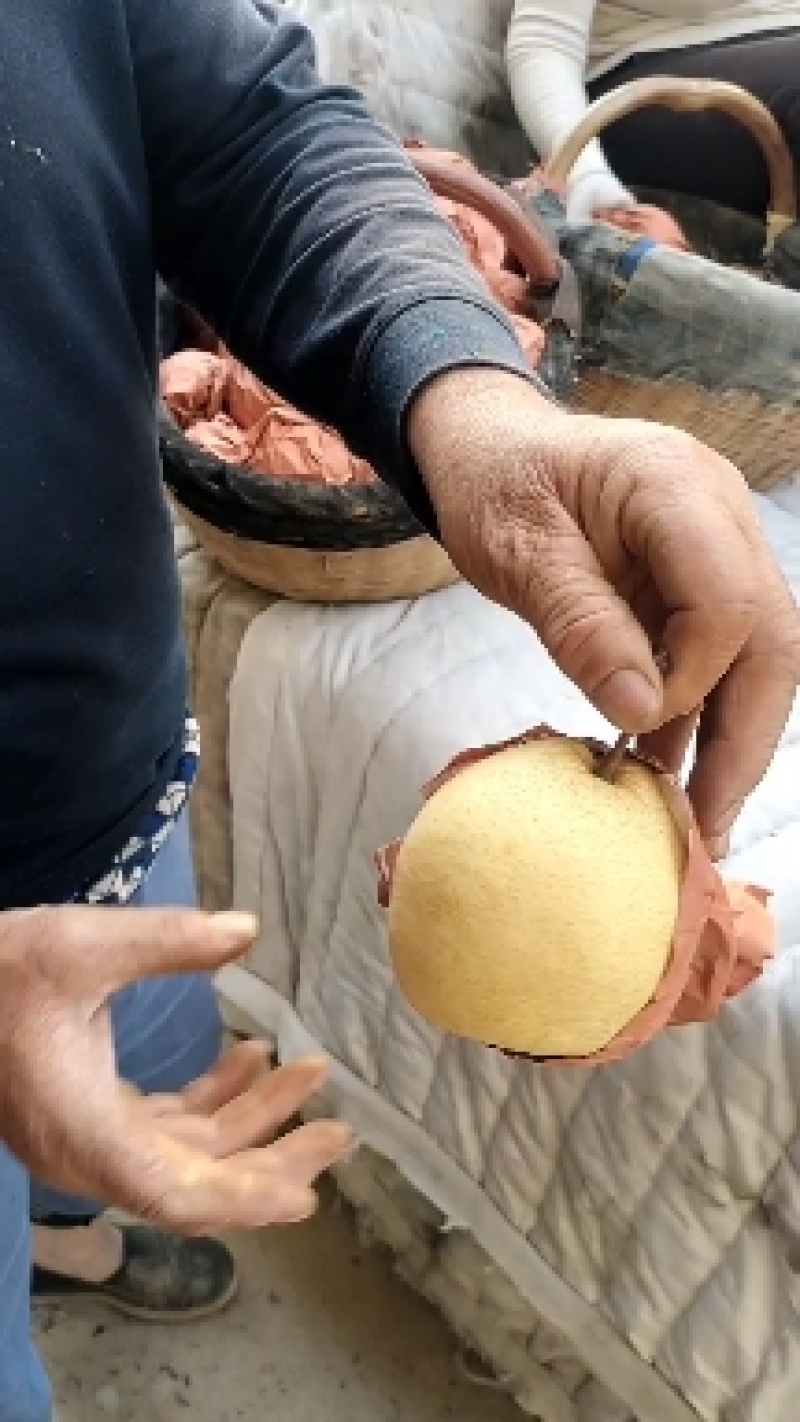 蒲城酥梨脆甜多汁、水分足、产地直发大量供货