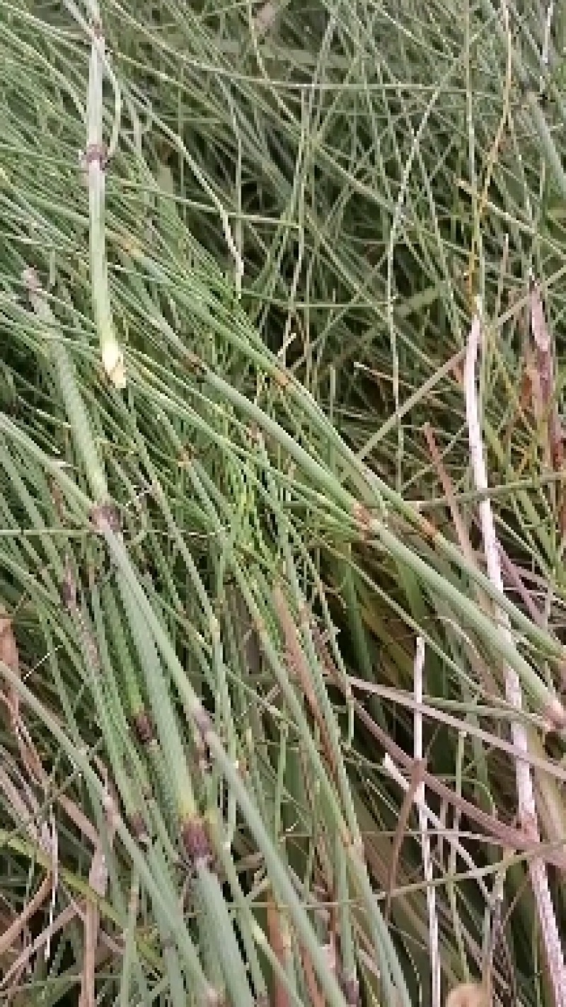 节节草木贼