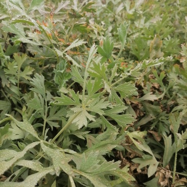 防风鲜货干货个子切片