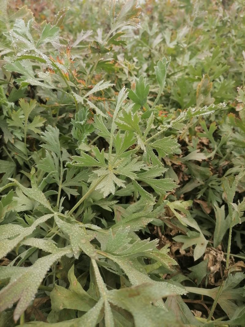 防风鲜货干货个子切片
