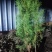 侧柏杯苗1.2-1.5米