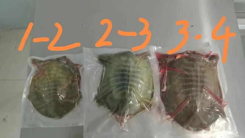 【热卖】甲鱼，广州荔湾区，真空包装，优质肥美