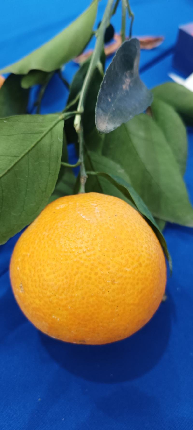 果冻橙