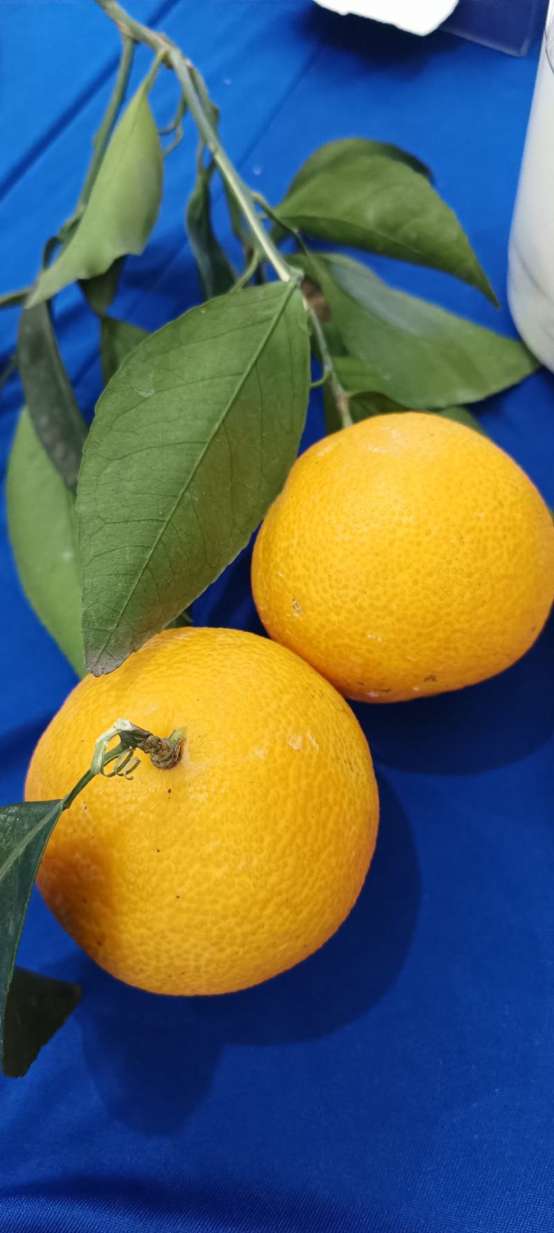 果冻橙