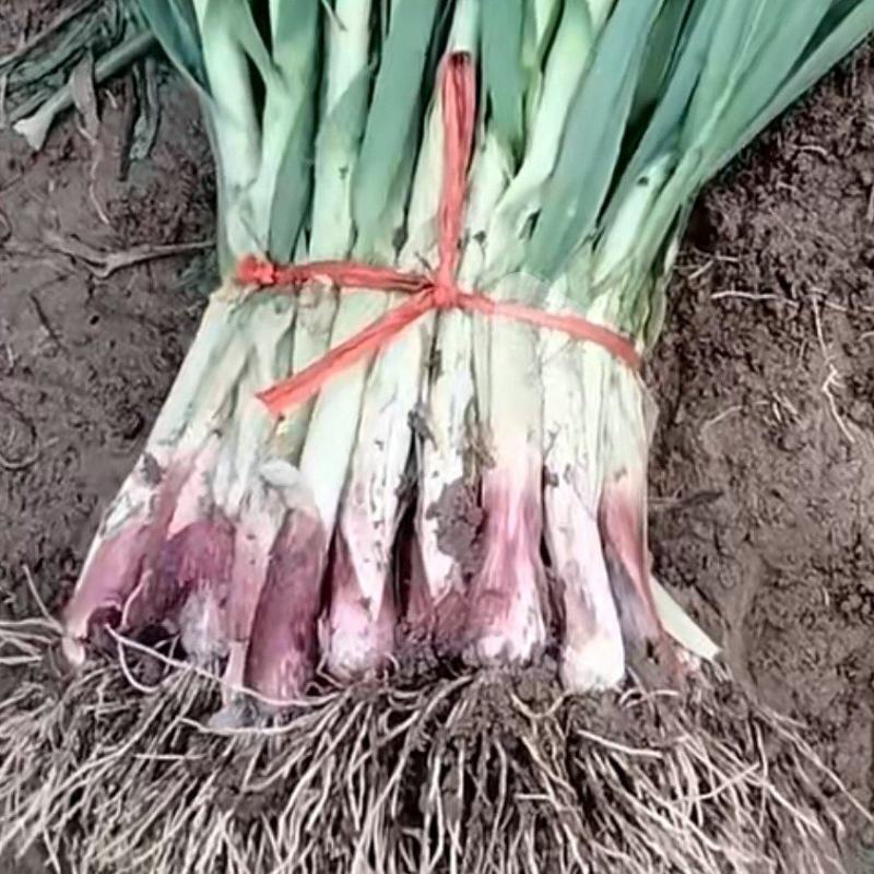精品红根蒜苗叶宽颜色绿土干净质量好